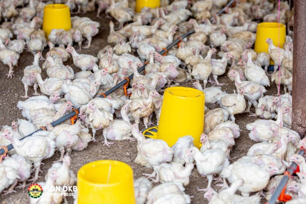 About 200 beneficiaries receive chicks under Nkoko Nkitinkiti programme ...