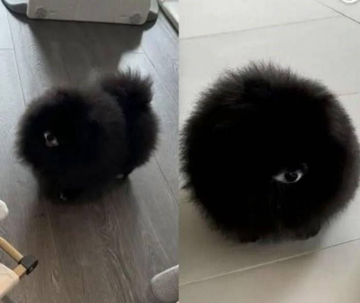 Fluffy, round black dog with small visible nose and eyes, resembling a pom-pom, on a floor