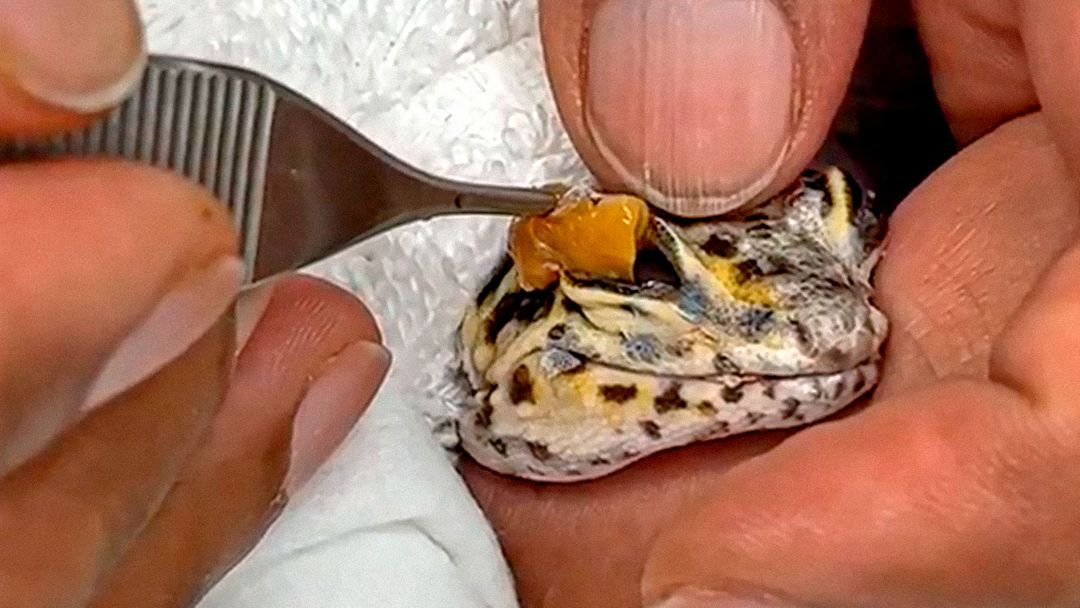 Assisting a reptile in shedding its skin