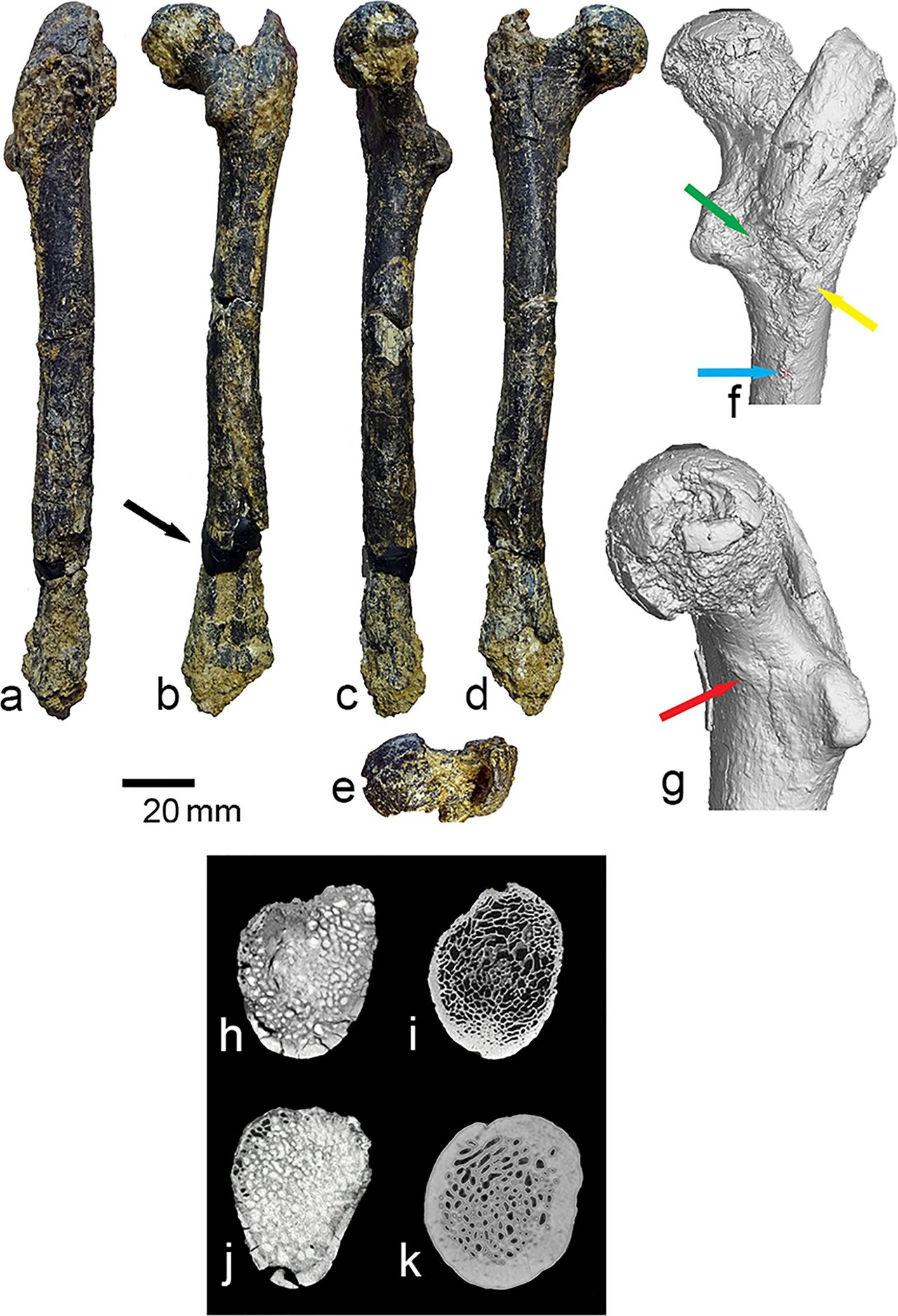 Did the first human ancestor originate in the Balkans? New fossil shows ...
