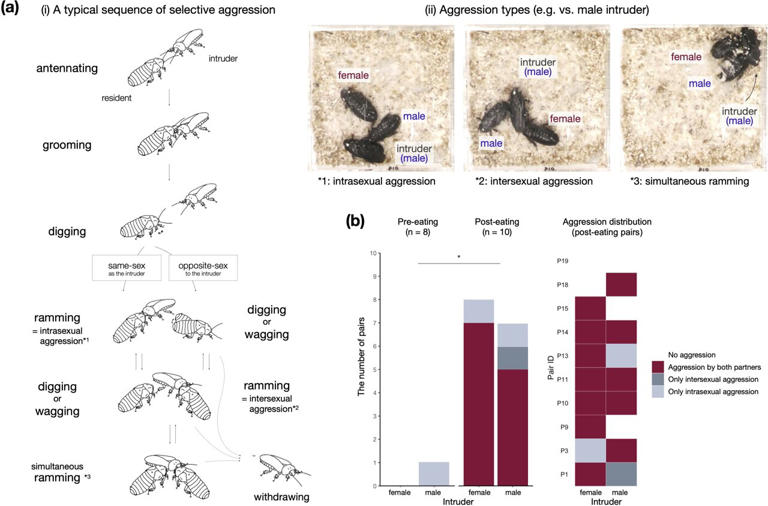 Cockroaches that eat each other's wings become exclusive partners