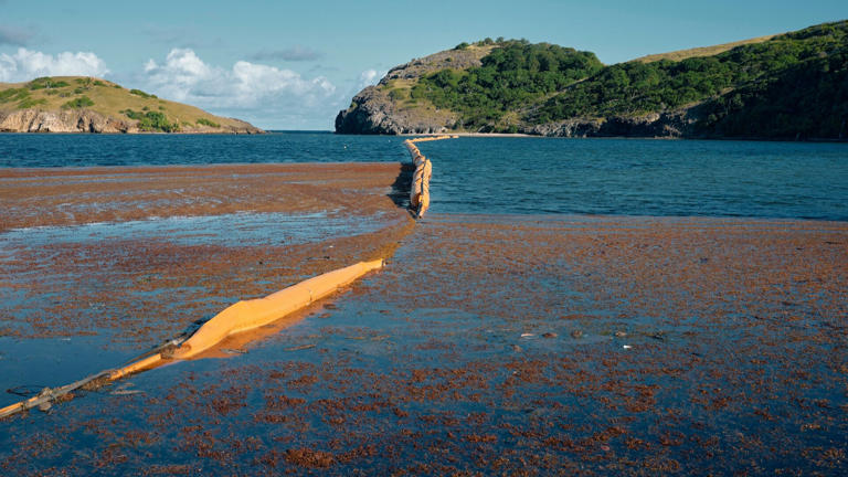 Record sargassum bloom could stink up spring break beaches, including ...