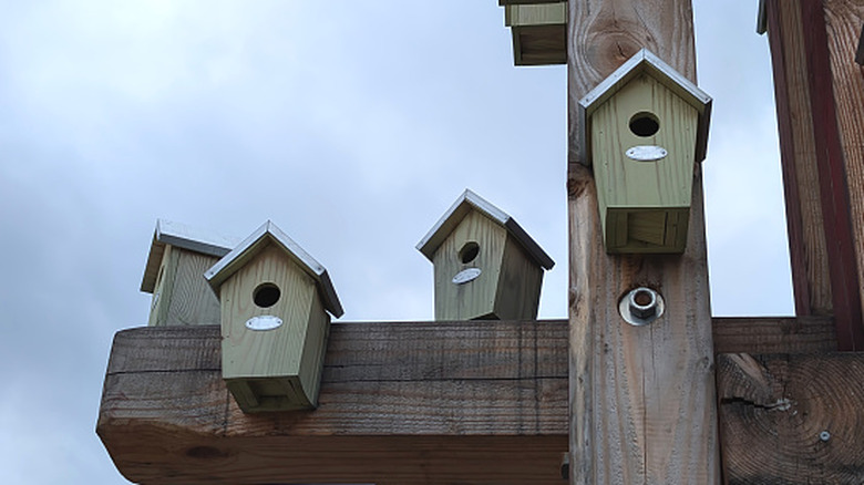 20 tips to encourage birds to use the new bird house in your yard