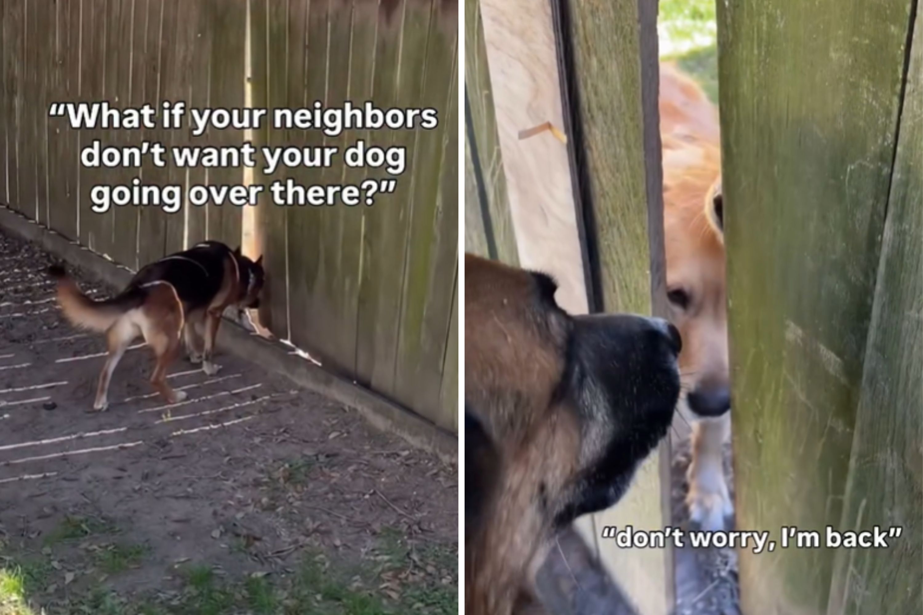 Dog owner discovers gap in fence—not prepared for text neighbor sends<br>