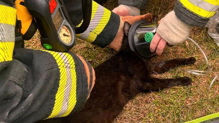 Back on his paws: Seymour firefighters revive smoke-overcome cat after ...