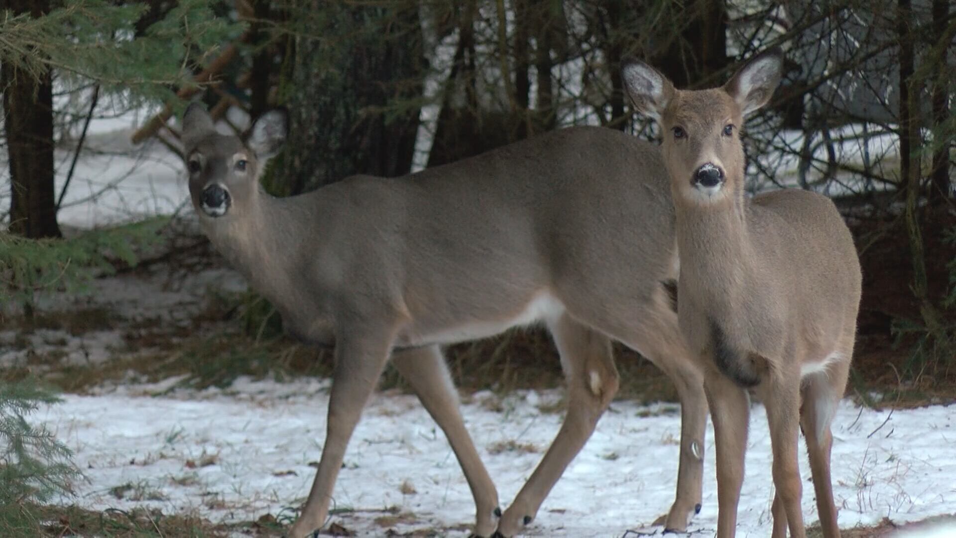 Results of CWD testing after deer hunting seasons released by DNR
