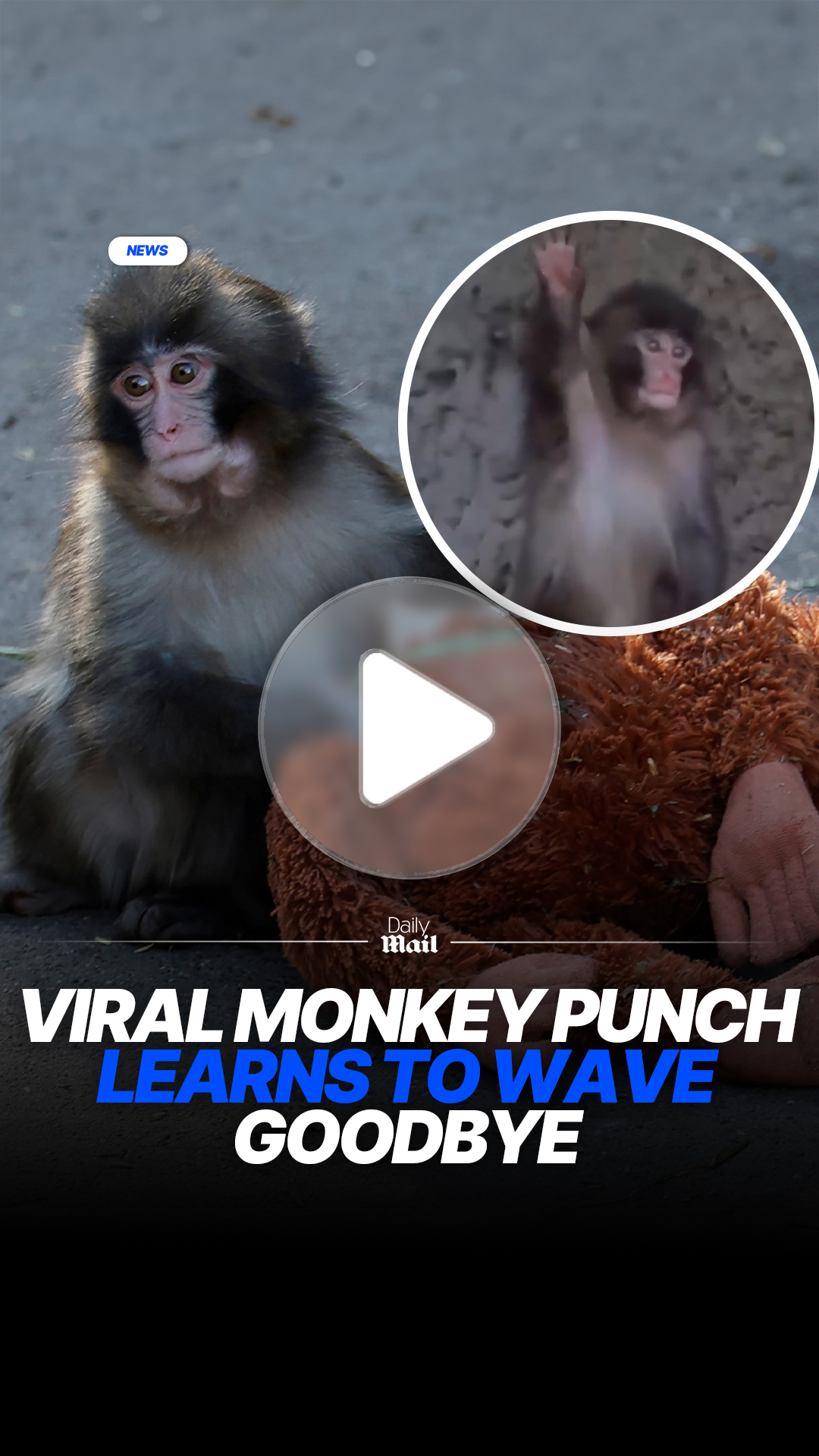 Viral monkey Punch learns to wave goodbye at zoo