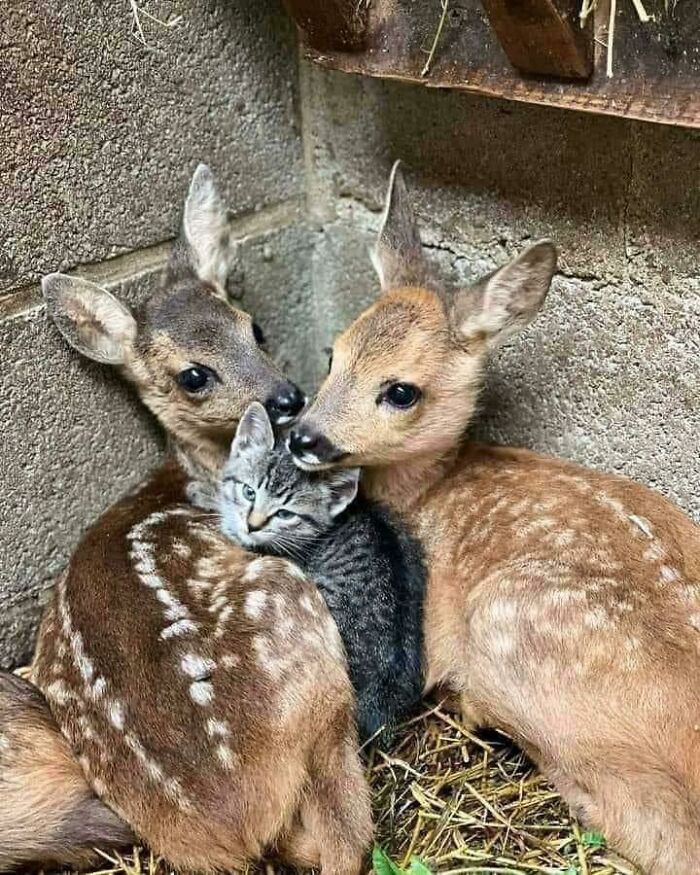 50 Wholesome Photos That Prove We Don’t Deserve Animals