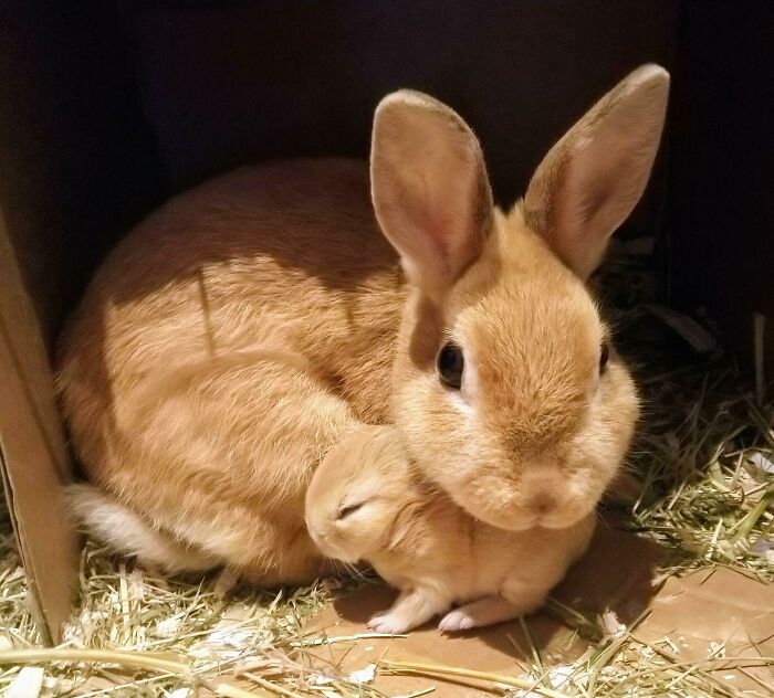 50 Wholesome Photos That Prove We Don’t Deserve Animals