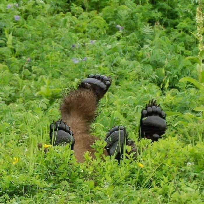 50 Wholesome Photos That Prove We Don’t Deserve Animals