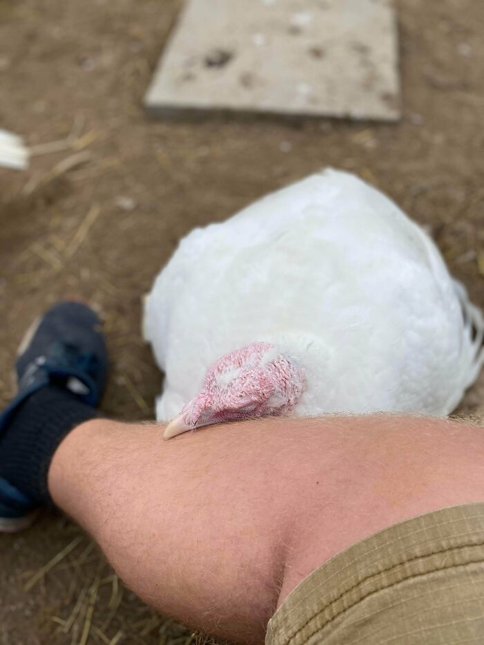 50 Wholesome Photos That Prove We Don’t Deserve Animals