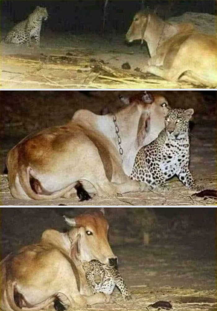 50 Wholesome Photos That Prove We Don’t Deserve Animals