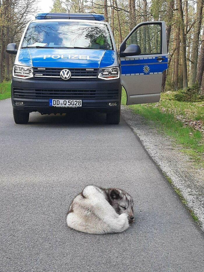 50 Wholesome Photos That Prove We Don’t Deserve Animals