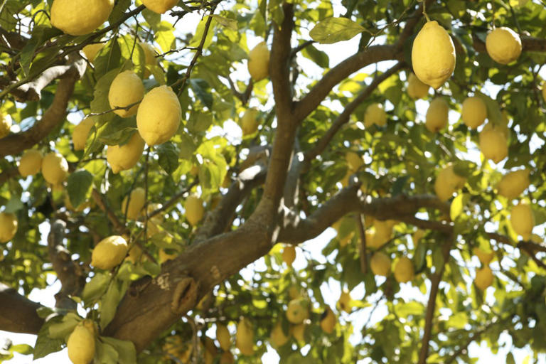 6 fast-growing fruit trees you can easily grow in your own backyard