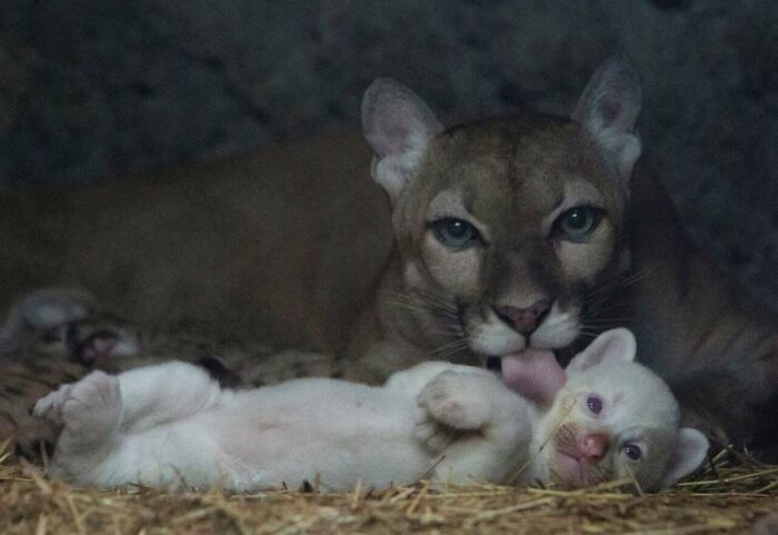 50 Wholesome Photos That Prove We Don’t Deserve Animals