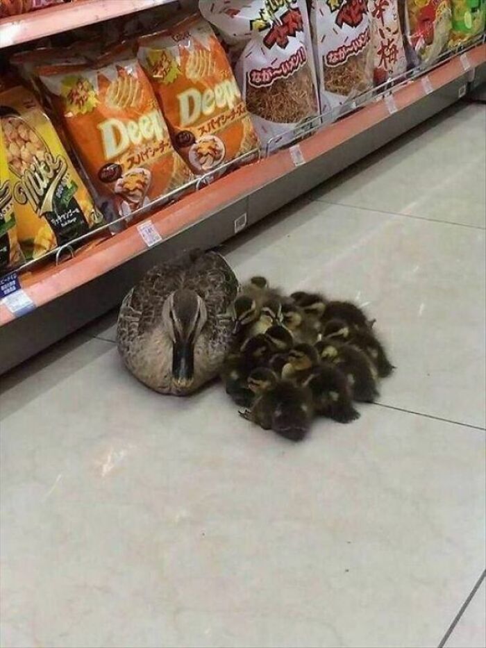 50 Wholesome Photos That Prove We Don’t Deserve Animals