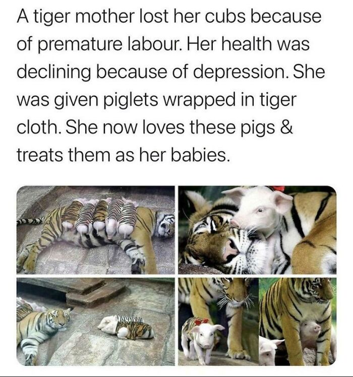 50 Wholesome Photos That Prove We Don’t Deserve Animals