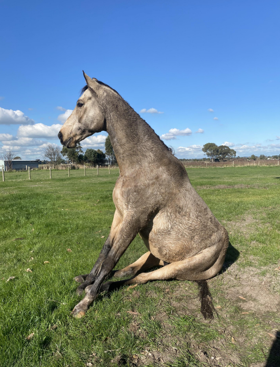 A horse sitting on the grass like a dog, with a clear sky and a few clouds in the background