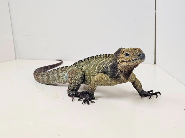 Man arrested after 14 endangered reptiles found in Kwai Chung ...