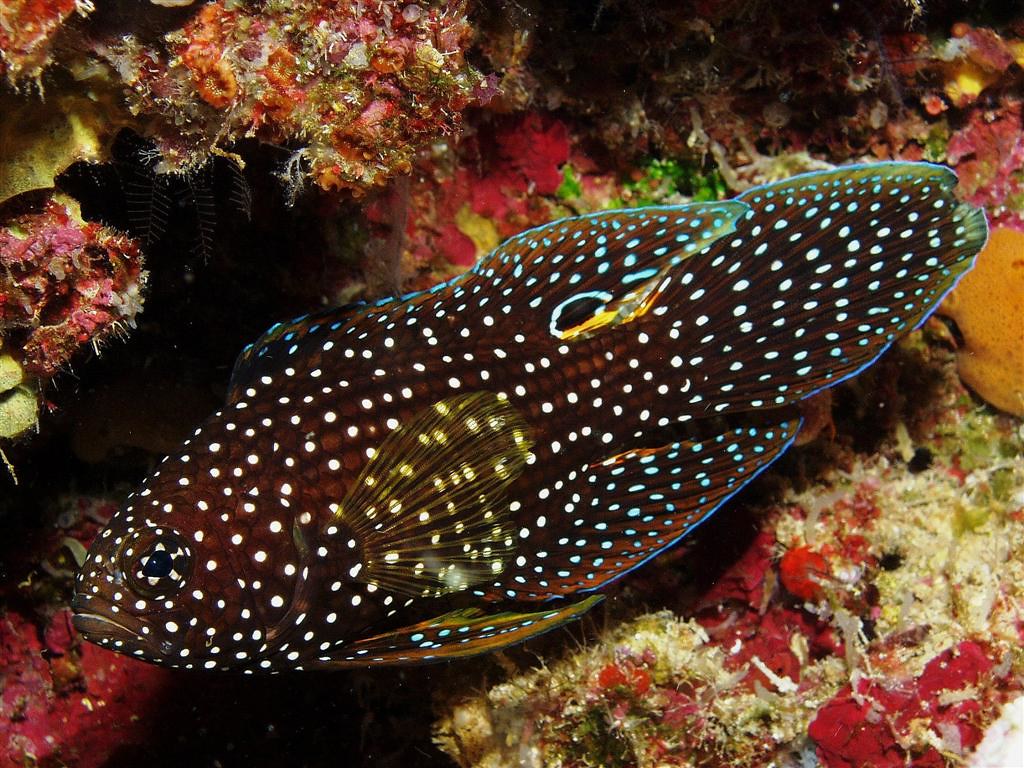 Photos of 15 rare fish most anglers never see