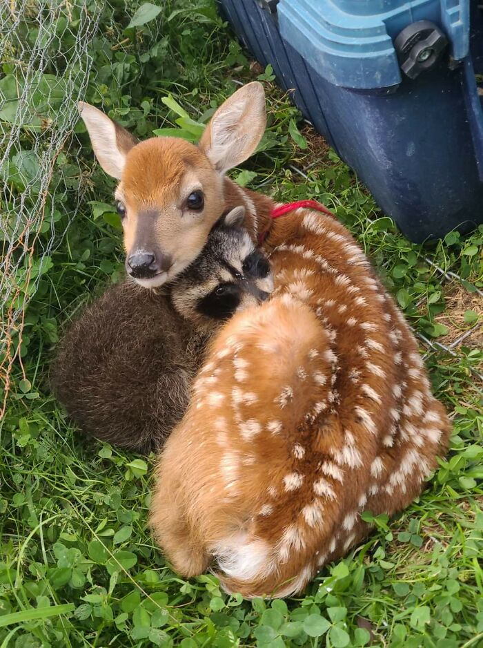50 Wholesome Photos That Prove We Don’t Deserve Animals