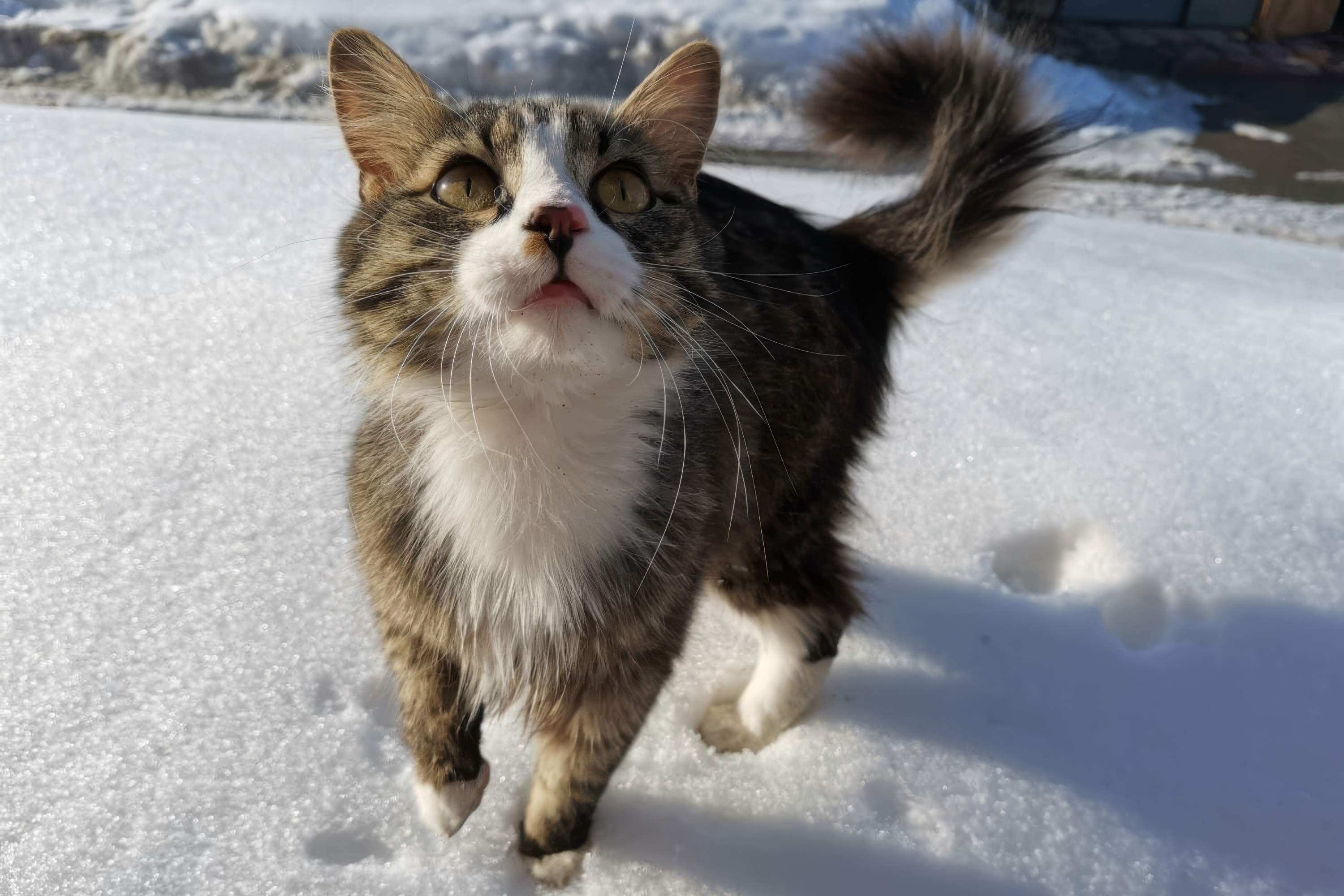 What cat does in snowy winter storm delights viewers: 