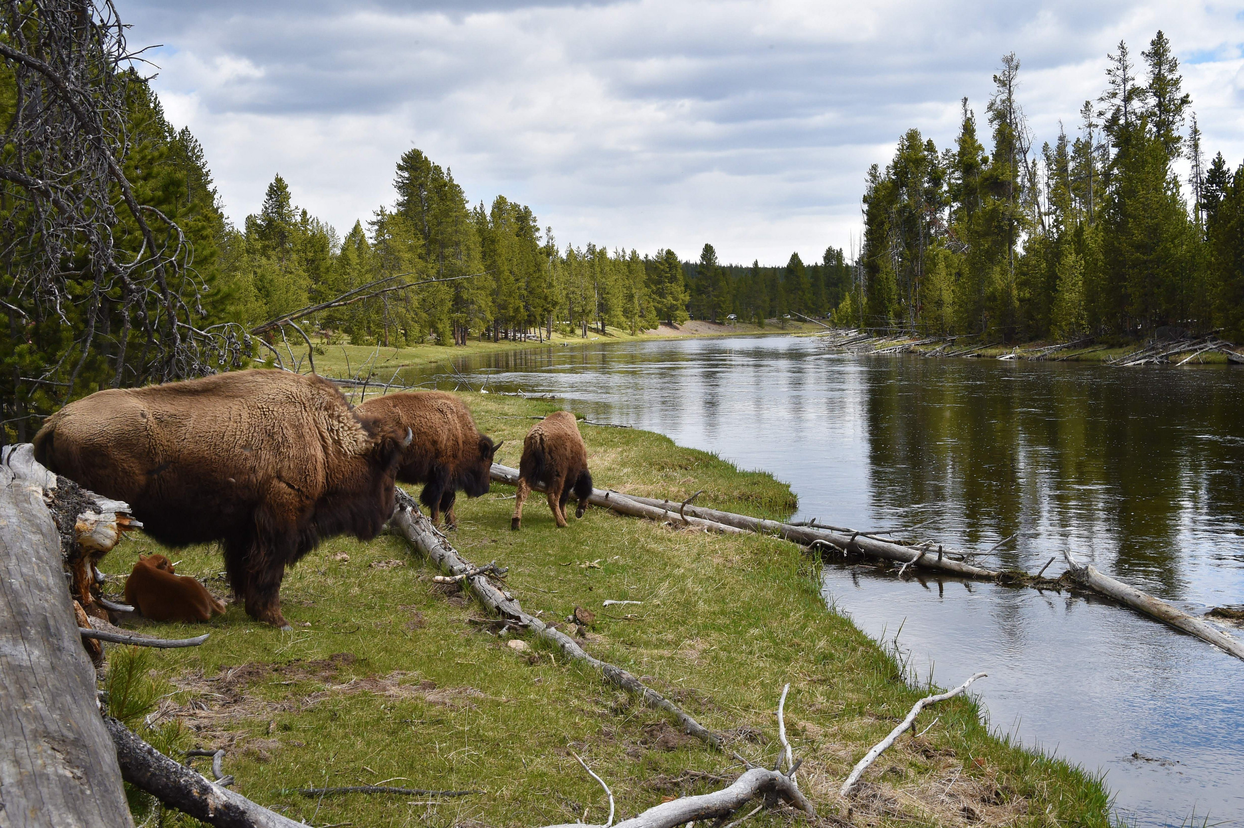 Yellowstone geyser erupts for first time in years<br>