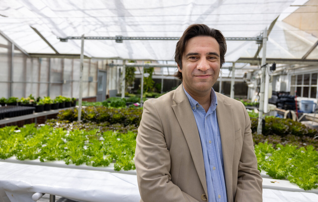 Study reveals reported crop yield gains from breeding may be overstated