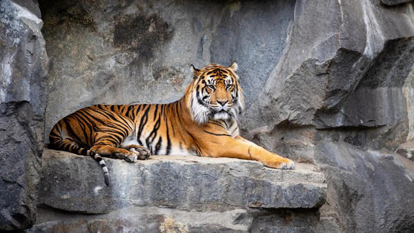 Tierpark Berlin musste Tiger Jae Jae erlösen – sein Zustand wurde immer ...