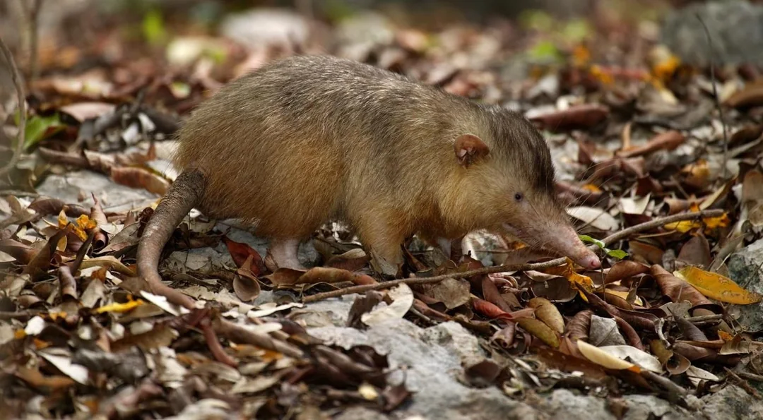 19 animals that look like pure science fiction monsters