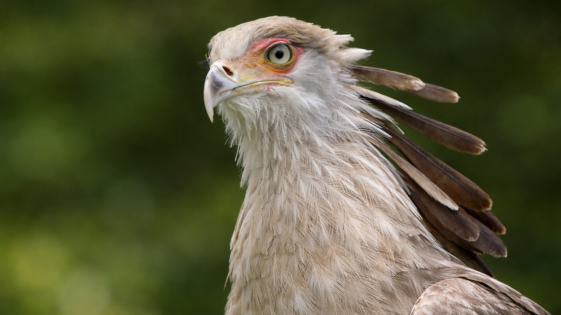 the-moment-this-bird-of-prey-turned-toward-me