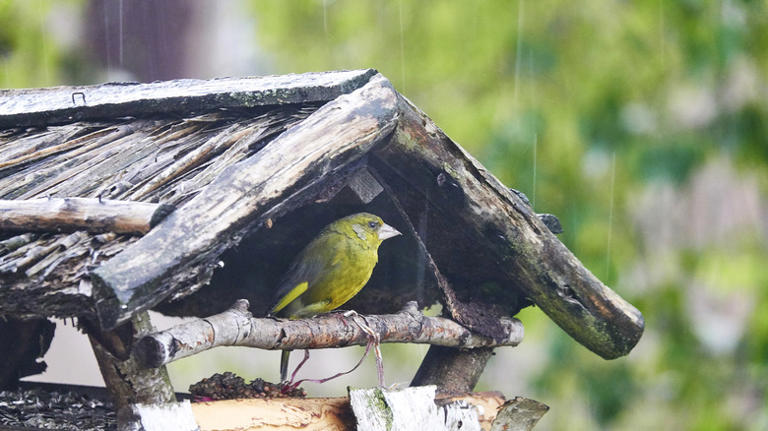 20 tips to encourage birds to use the new bird house in your yard