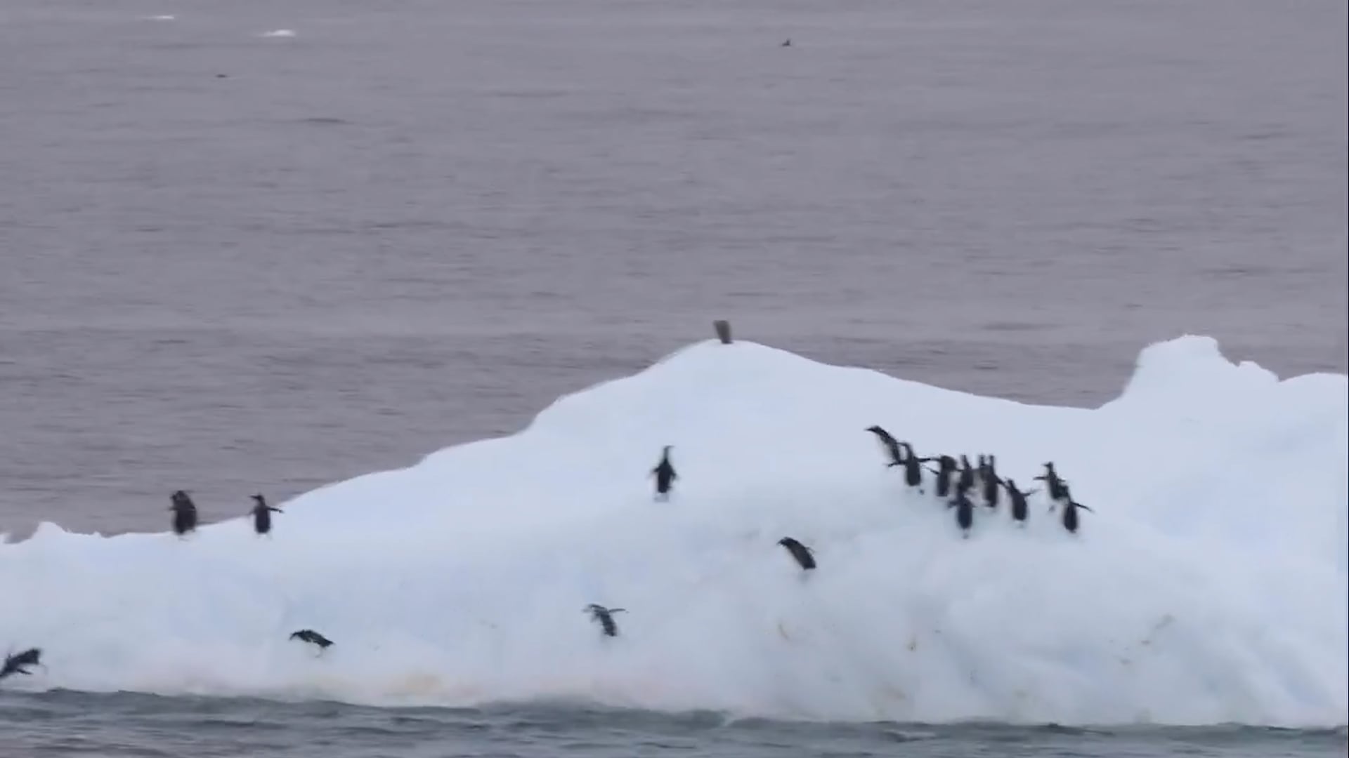 Captan el momento en que iceberg se voltea y arrastra a una colonia de ...