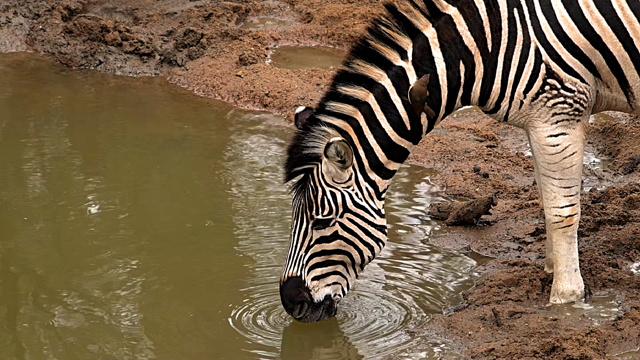Forest camera trap captures this lovely moment with a zebra
