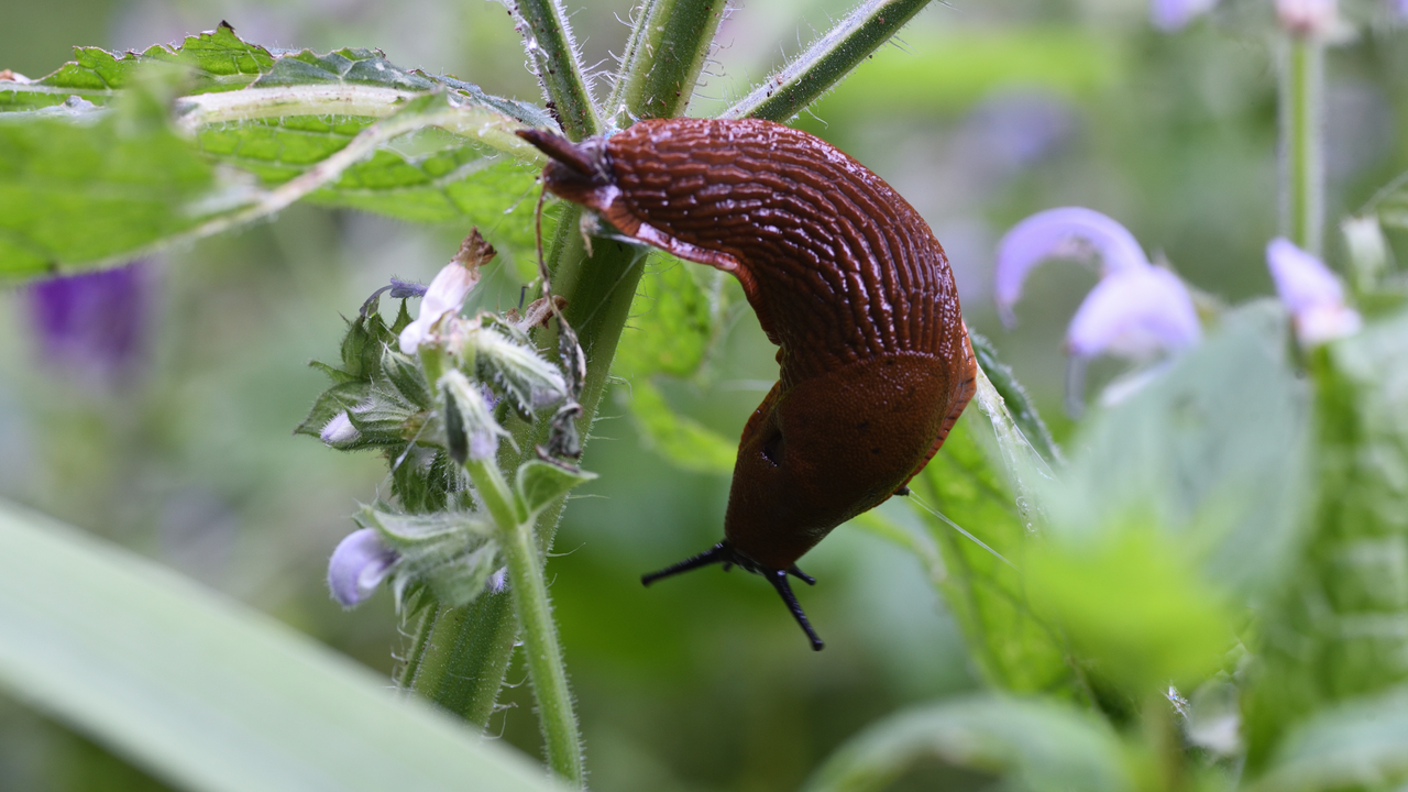 Garden experts want you to spread this natural material in your garden ...