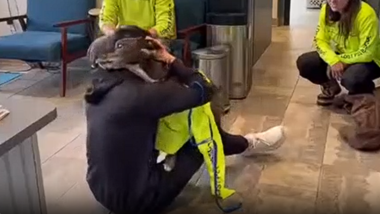 Dog survives 43 days in wilderness, reunited with owner