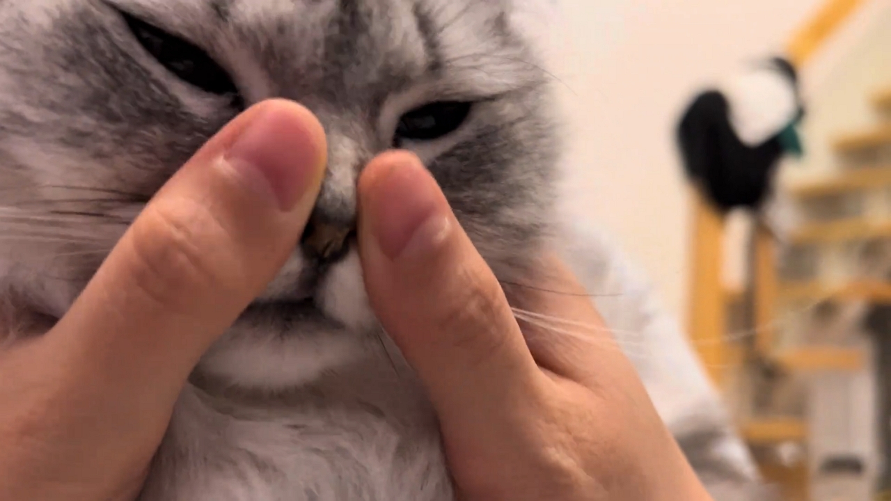 Gray cat sneezes during gentle face massage in Shandong, China