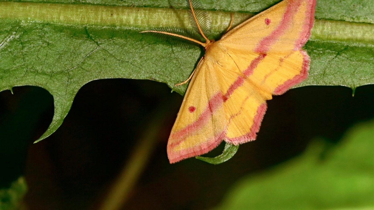 Moths use a magnetic compass and vision to power epic migrations