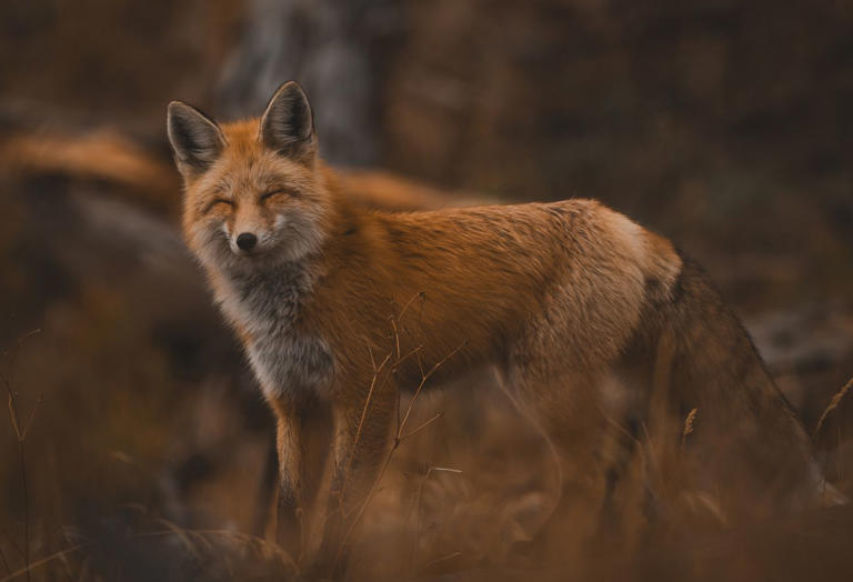 See 15 wild and wondrous photographs of Yellowstone National Park