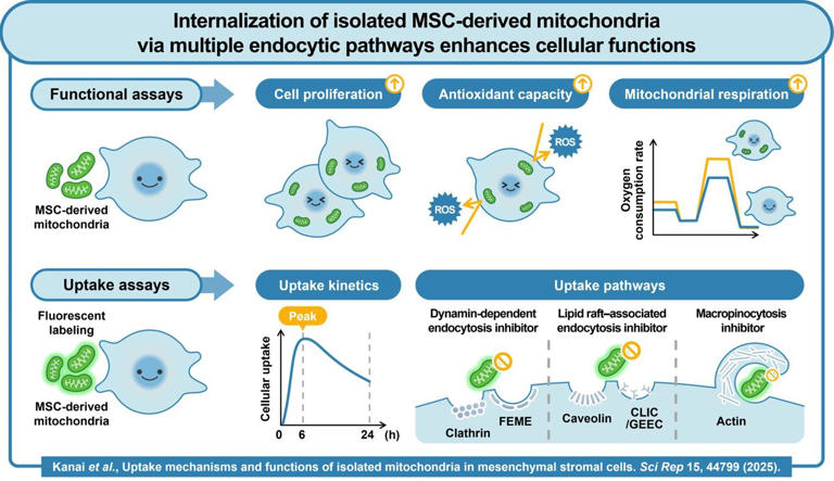 Understanding how cells take up and use isolated mitochondria to ...