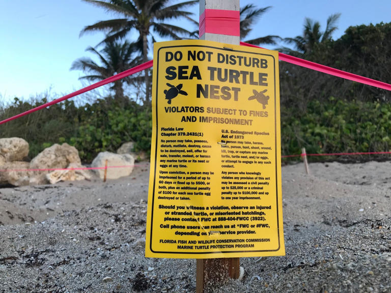 What you need to know as Florida's sea turtle nesting season kicks off