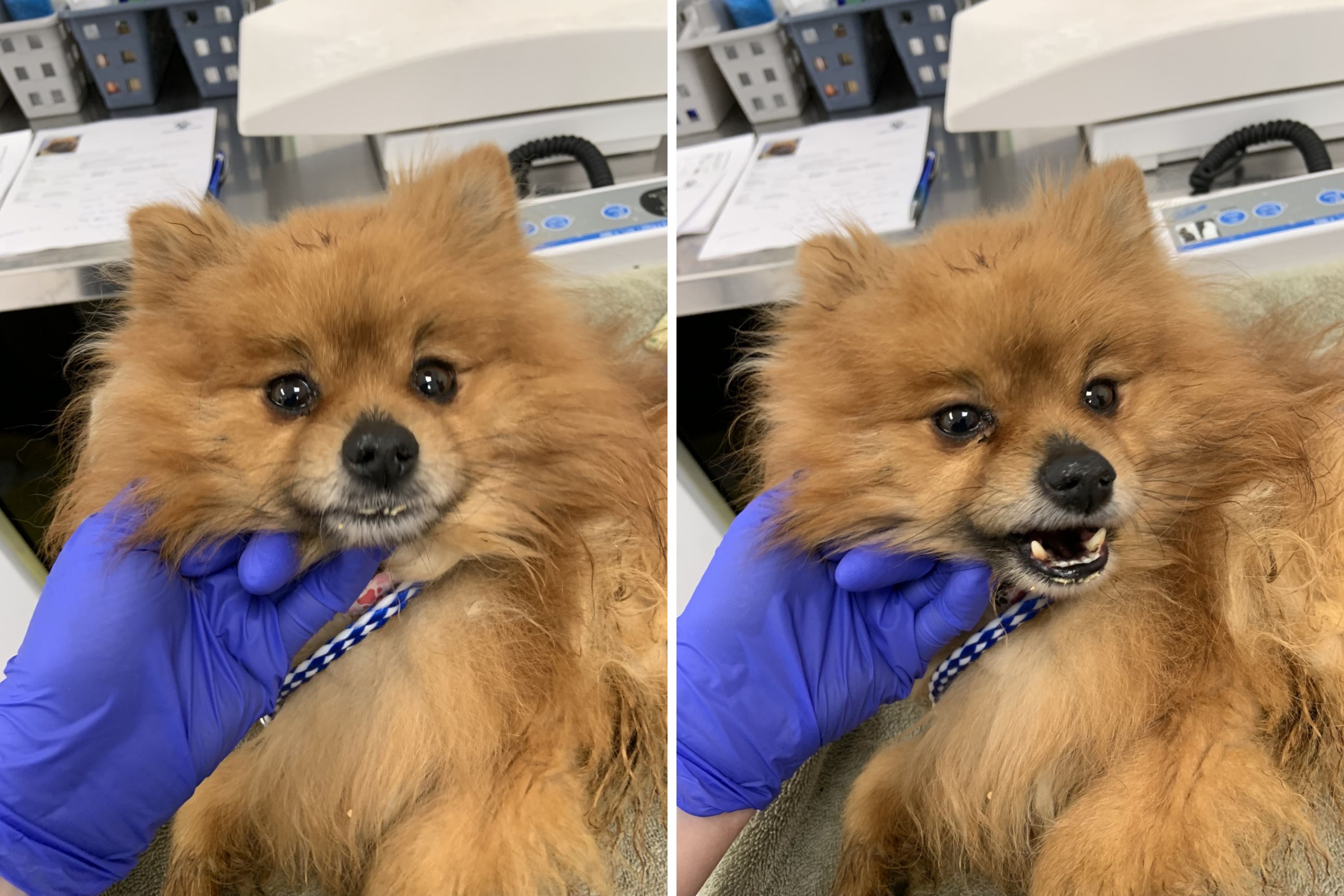 Heartbreak as sick Pomeranian found dumped in backpack by cruel owner