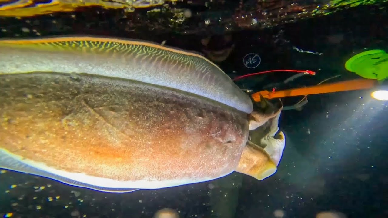 The biggest fish we’ve ever caught!