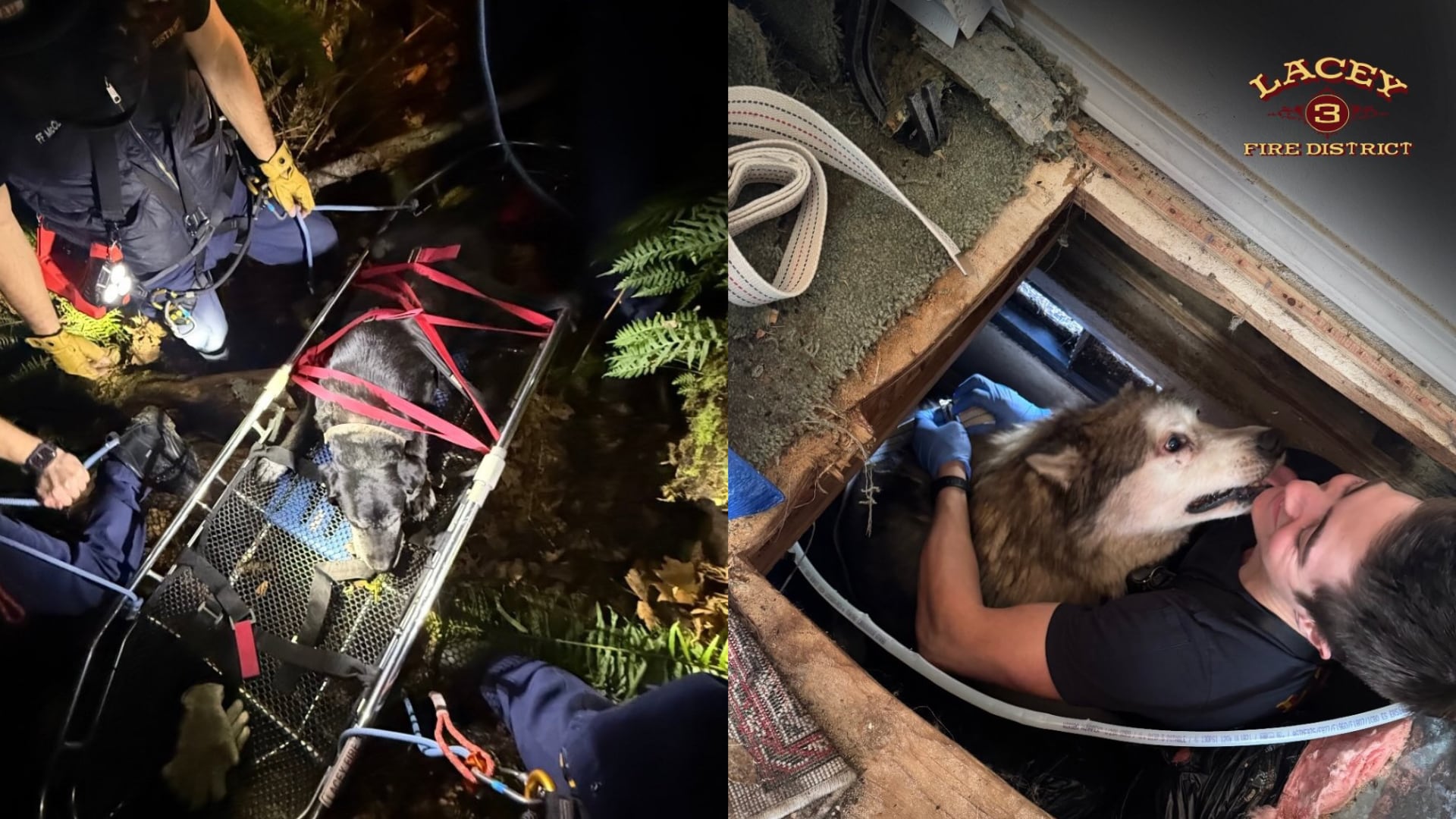 Lacey Fire crews rescue two dogs, one slid 60 feet down ravine, other ...