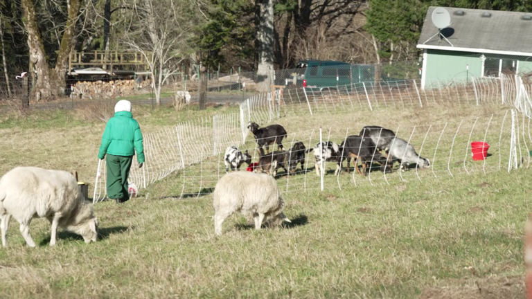 How Black Oregon Land Trust helps secure the future of Black ranchers ...