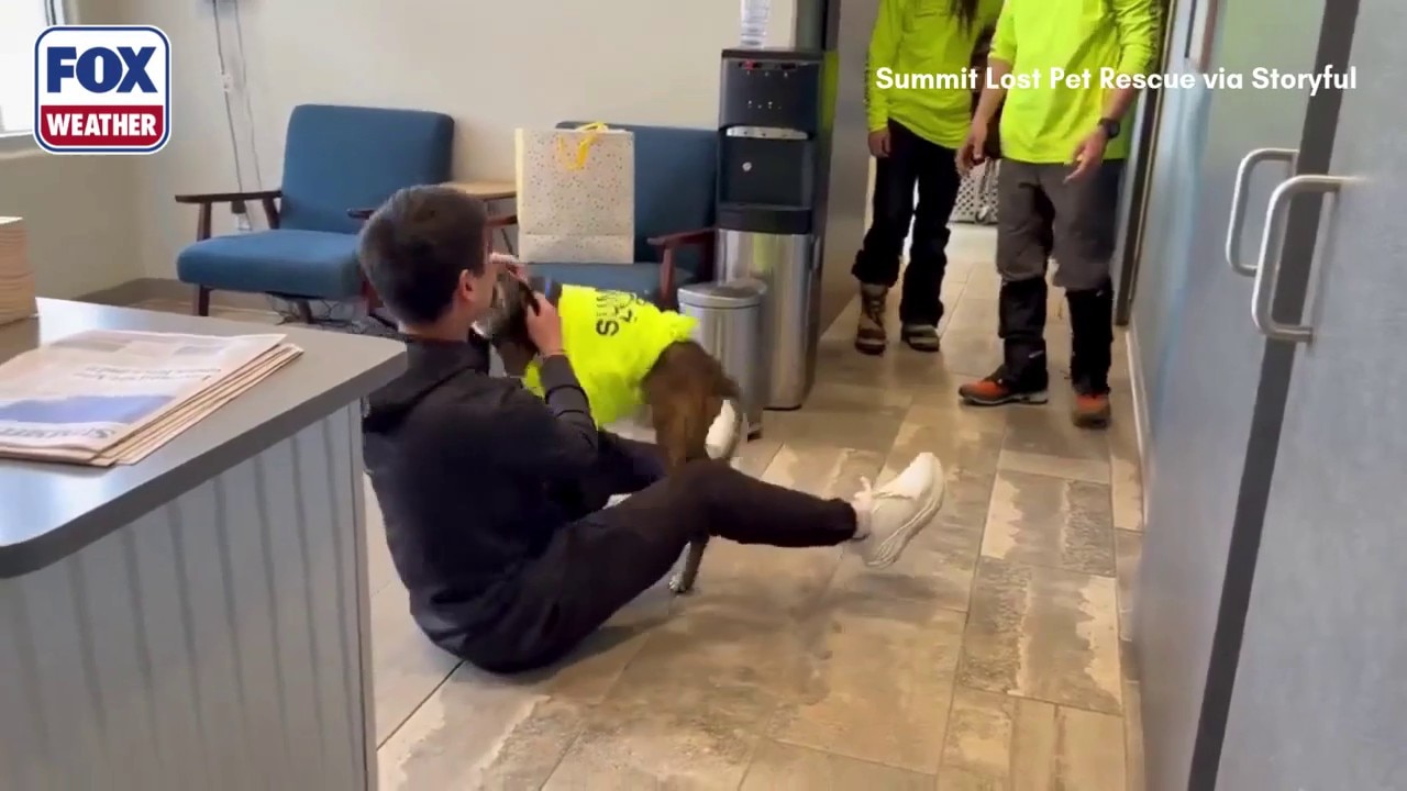 See it: Dog reunited with owner after 43 days lost in the Colorado ...