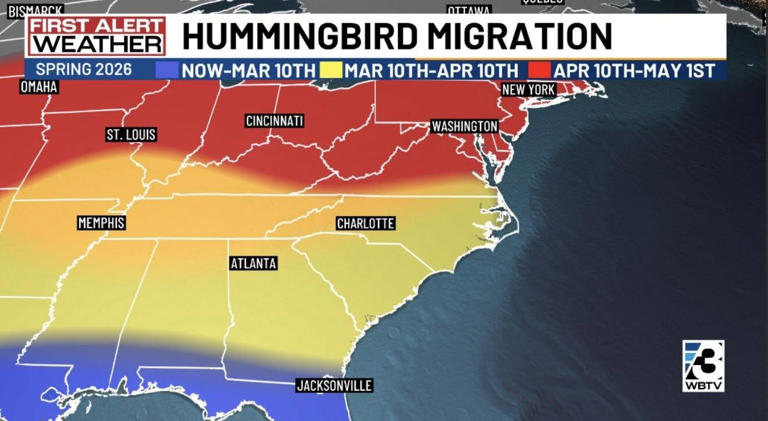 Following the bloom: The story of hummingbird migration to Charlotte ...