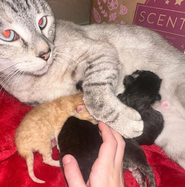 Family loses everything in house fire 2 days after mum finished ...