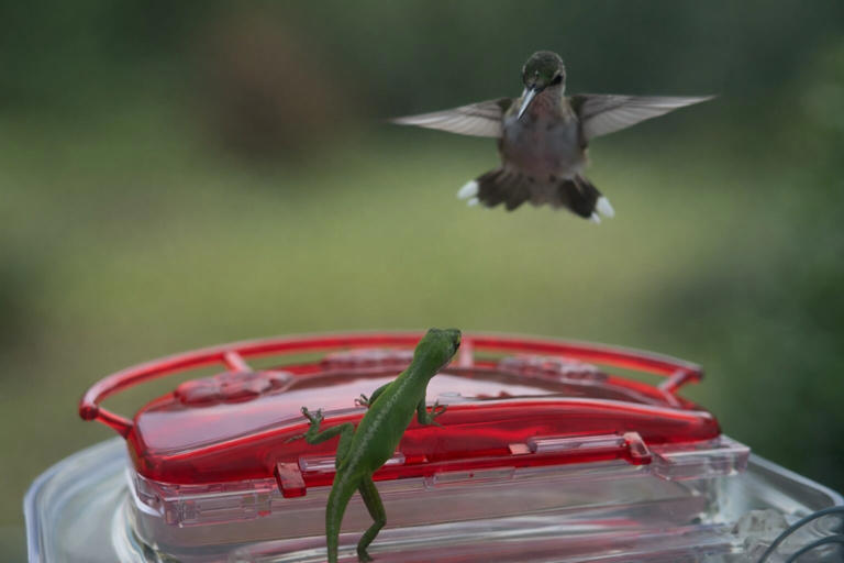 Following the bloom: The story of hummingbird migration to Charlotte ...