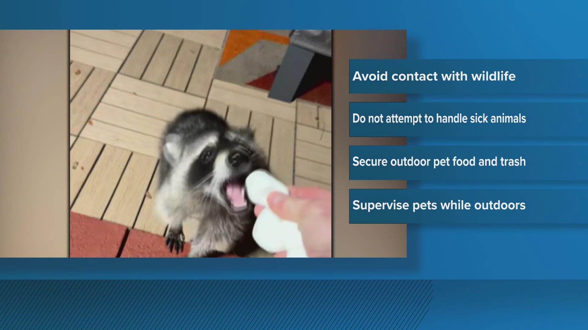 Smith County Animal Control warns pet owners after spike in raccoons ...